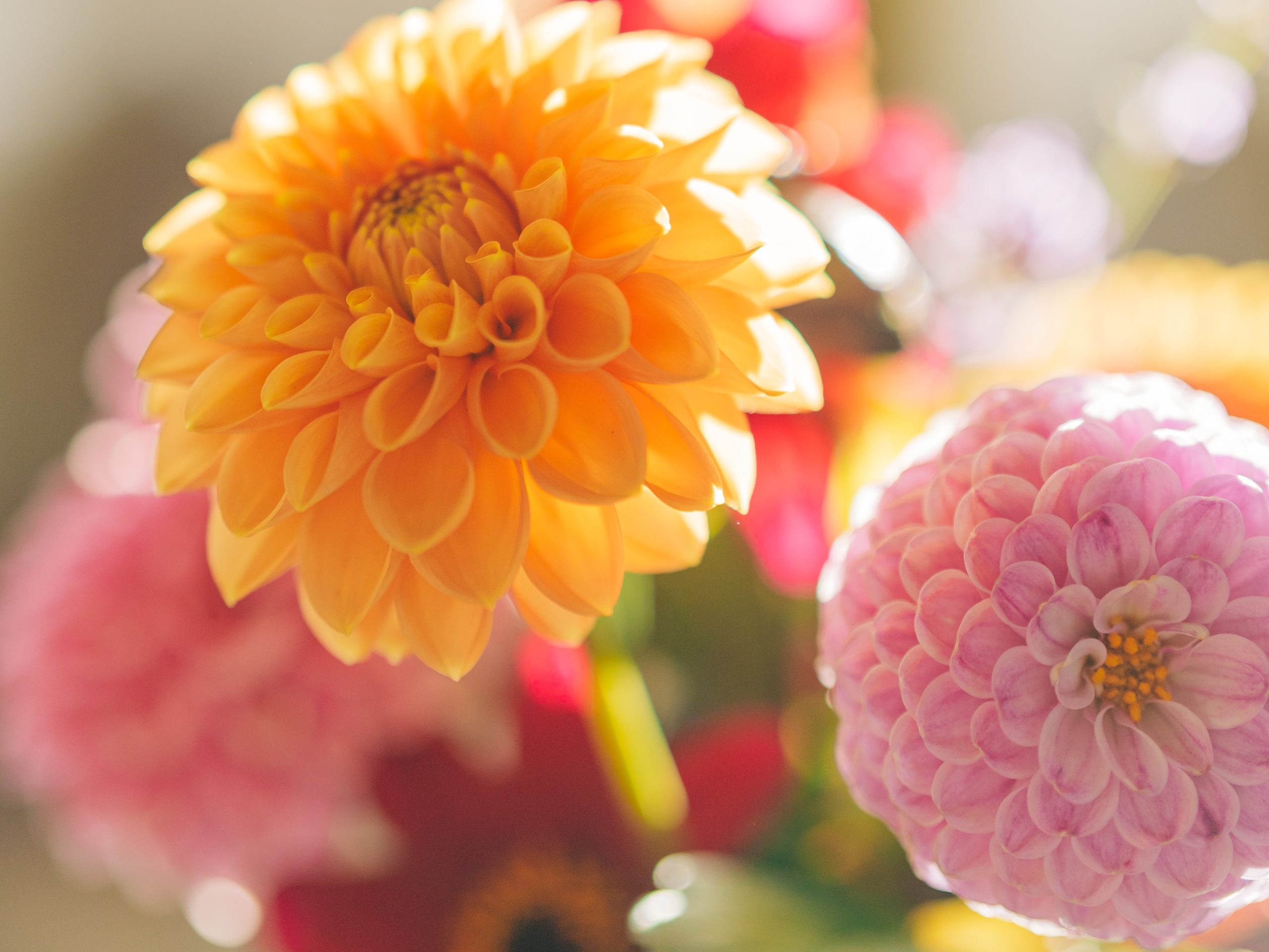 Dahlia 2 Cropped